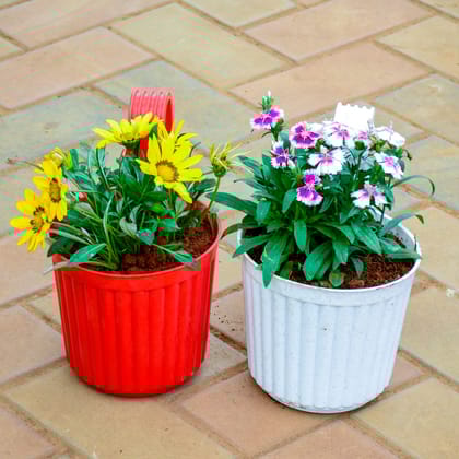 Buy Set of 2 - Gazania Yellow Dianthus Pink in 6 Inch Railing Single Hook Hanging Plastic Pot (Any Colour) Online | Urvann.com