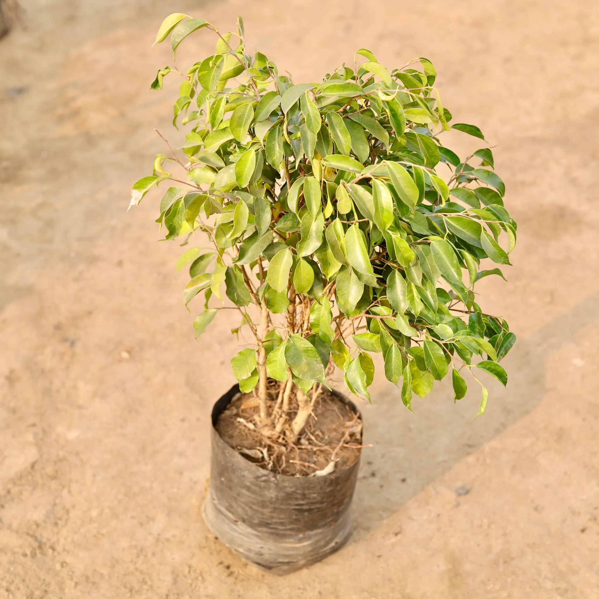 Ficus Green in 10 Inch Nursery Bag