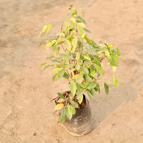 Ficus Panda in 10 Inch Nursery Bag