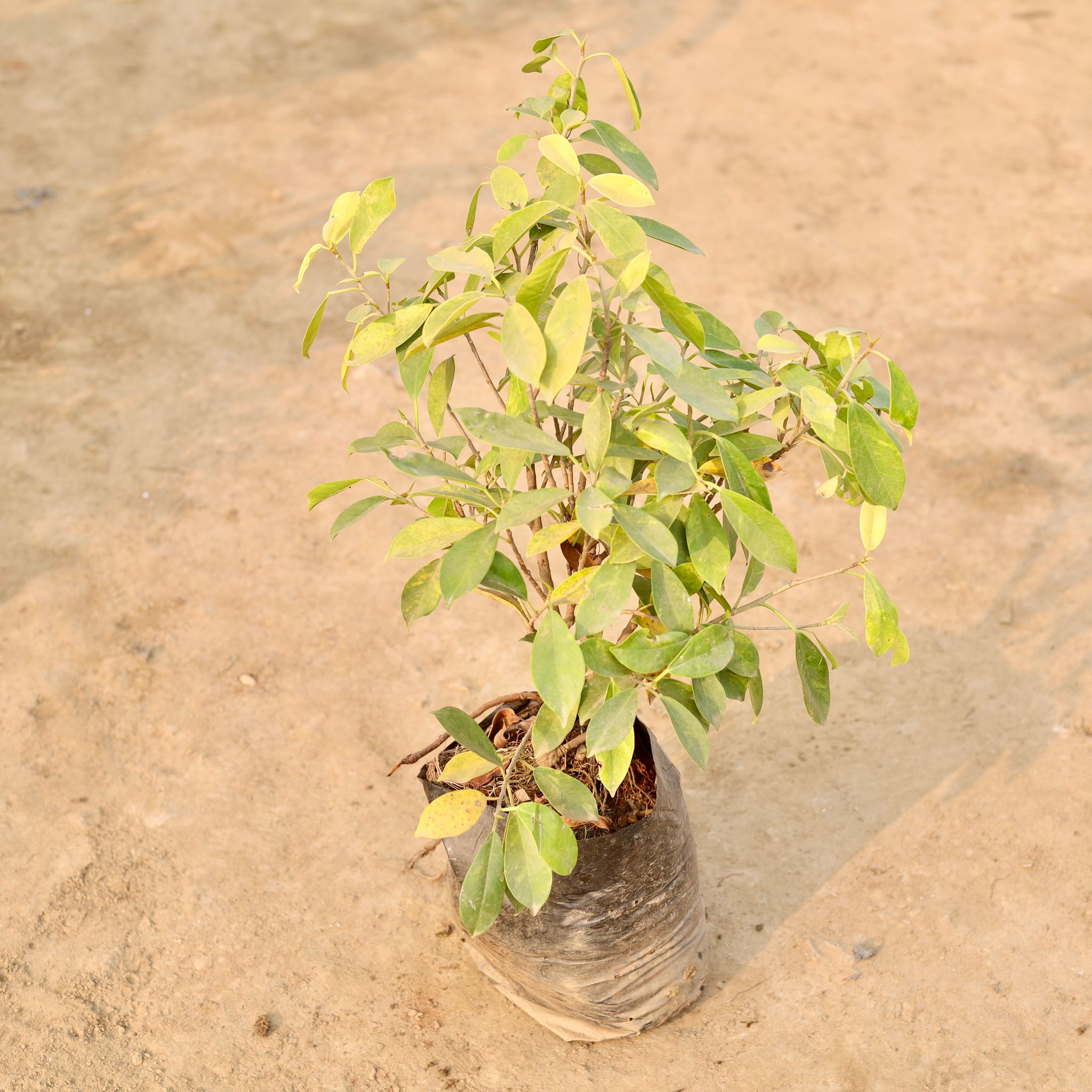 Ficus Panda in 10 Inch Nursery Bag