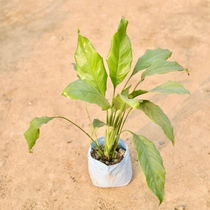 Buy Peace Lily in 8 Inch Nursery Bag Online | Urvann.com