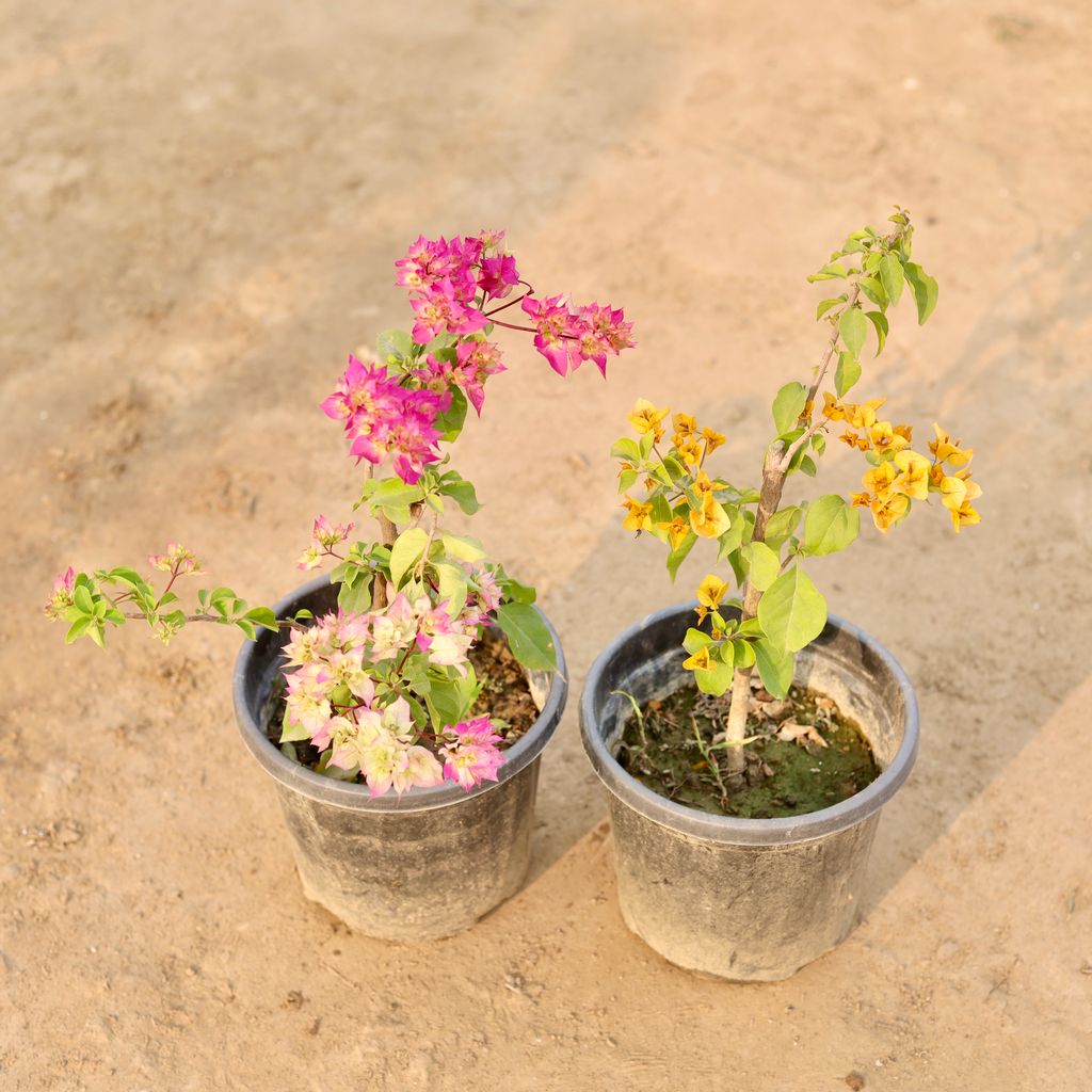 Buy Set Of 2 - Bougainvillea (Any Colour) in 8 Inch Nursery Pot Online | Urvann.com Set Of 2 - Bougainvillea (Any Colour) in 8 Inch Nursery Pot