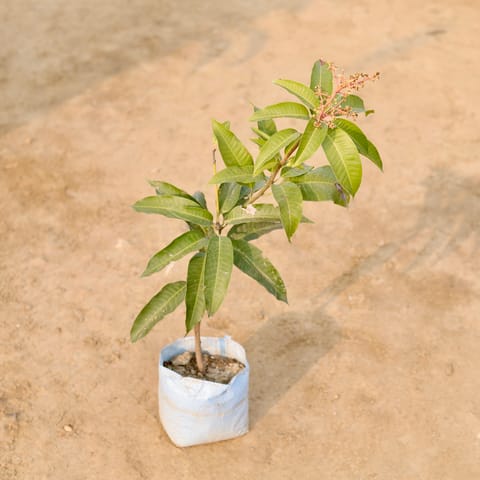 Aam / Mango� in 7 Inch Nursery Bag