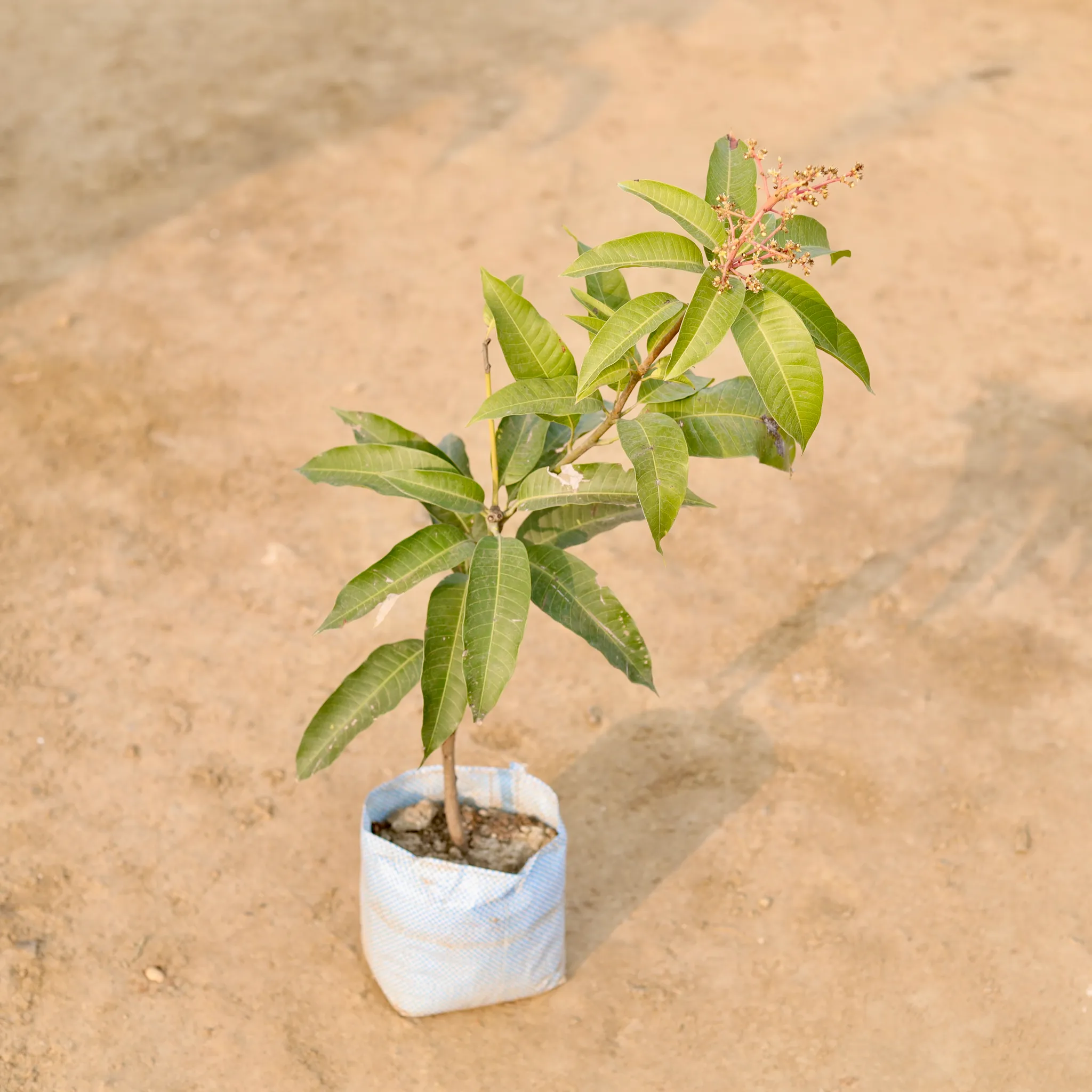 Aam / Mango� in 7 Inch Nursery Bag