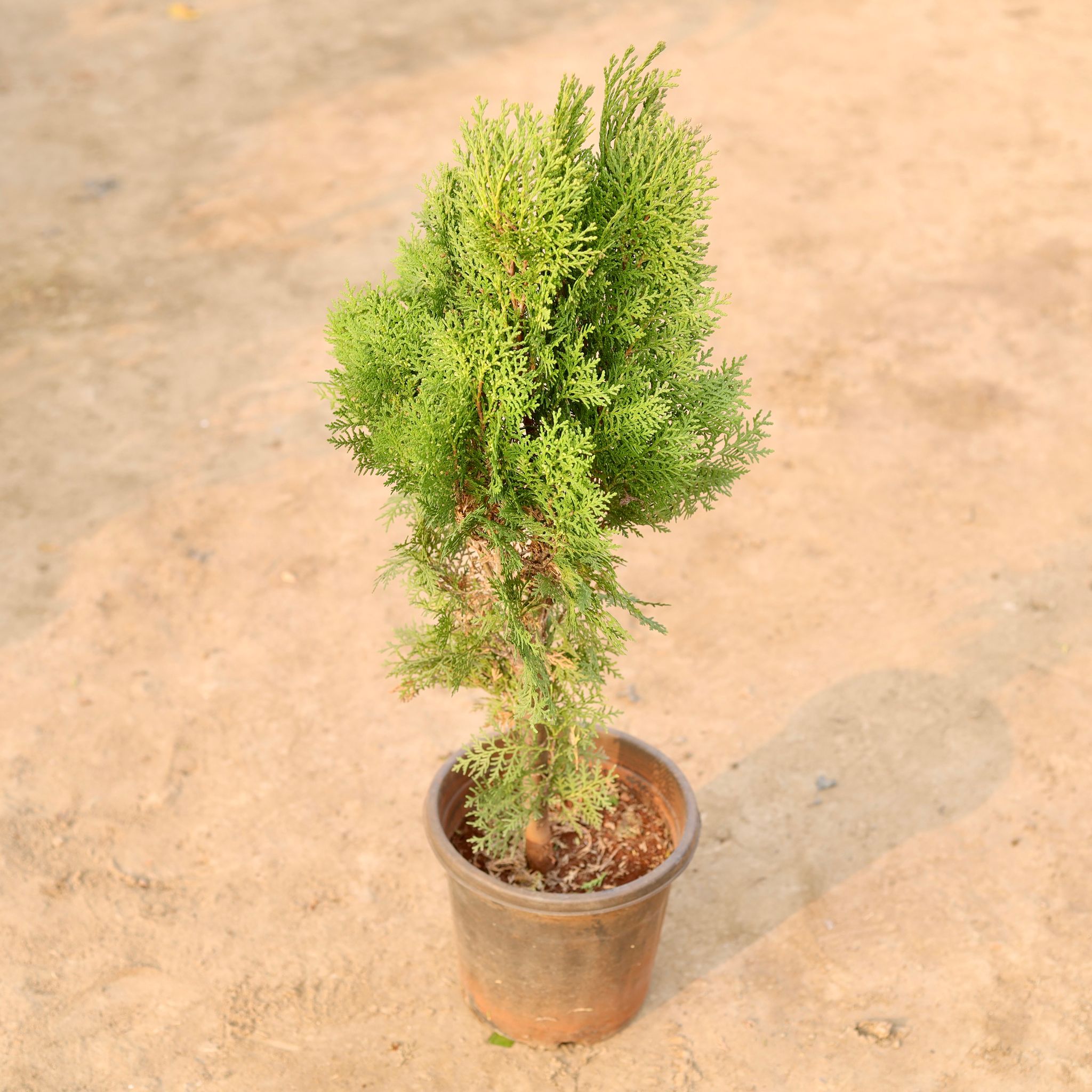 Morpankhi in 8 Inch Nursery Pot