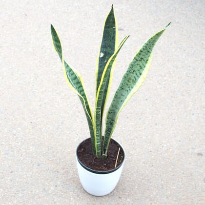 Buy Snake Green (~ 1 Ft) in 5 Inch White Premium Plastic Pot Online | Urvann.com
