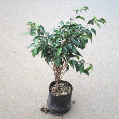 Buy Ficus Benjamina in 5 Inch Nursery Bag Online | Urvann.com