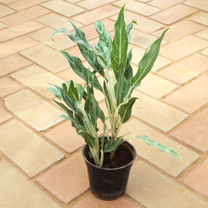 Buy Aglaonema Silver Queen in 6 Inch Nursery Pot Online | Urvann.com