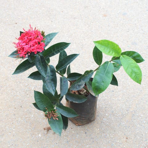 Ixora Red in 6 Inch Nursery Bag
