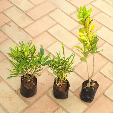 Set of 3 - Baby Croton (Banana, Chironji & Goldstar) in 4 Inch Nursery Bag
