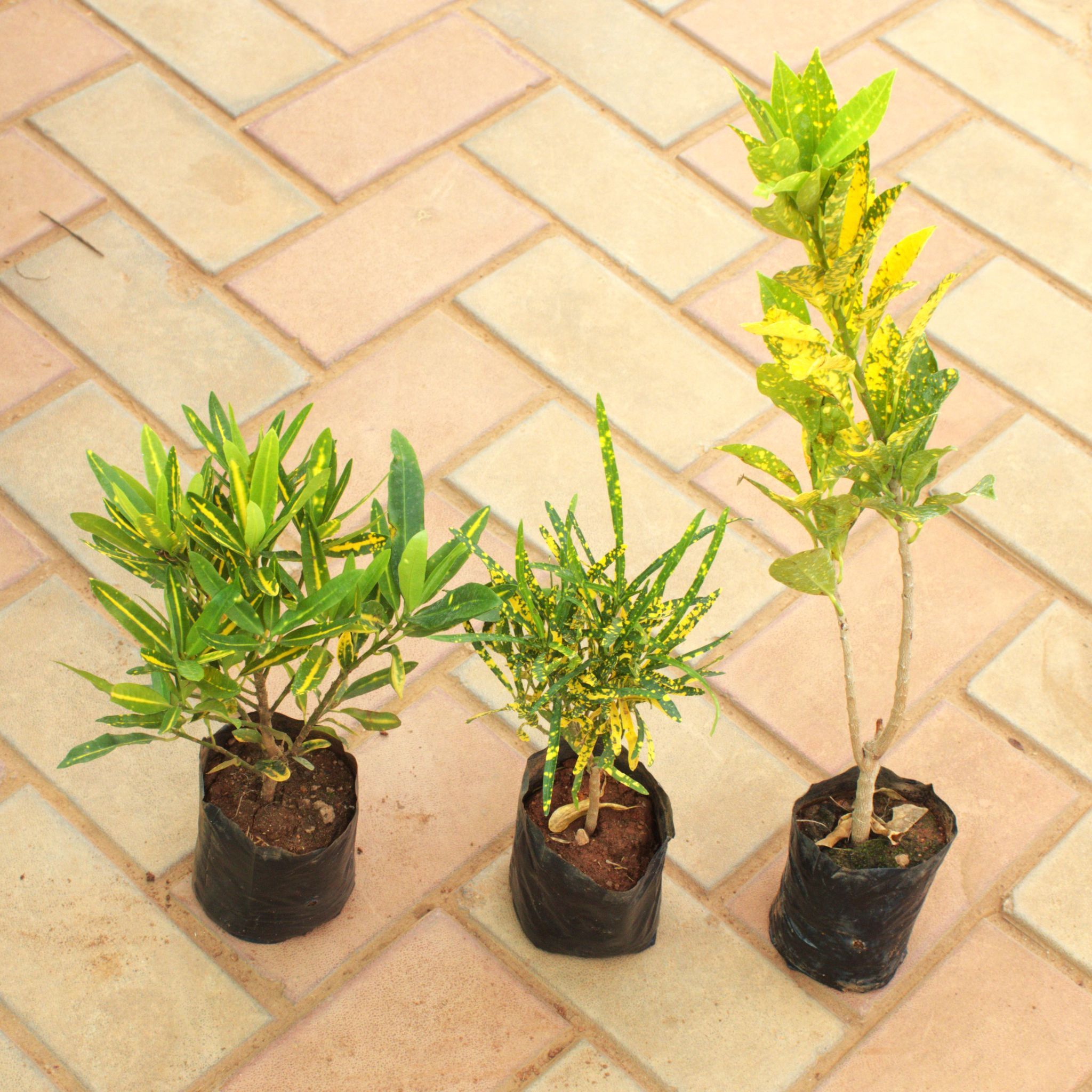 Set of 3 - Baby Croton (Banana, Chironji & Goldstar) in 4 Inch Nursery Bag