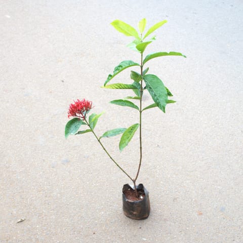 Ixora Red in 4 Inch Nursery Bag