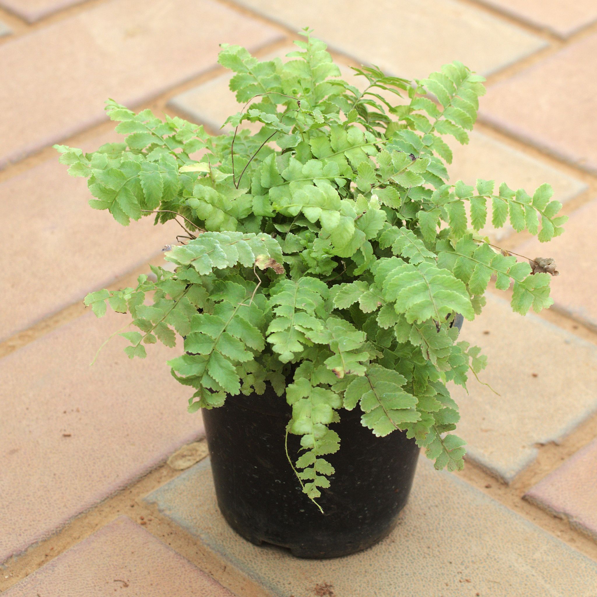 Moss Furn in 5 Inch Nursery Pot