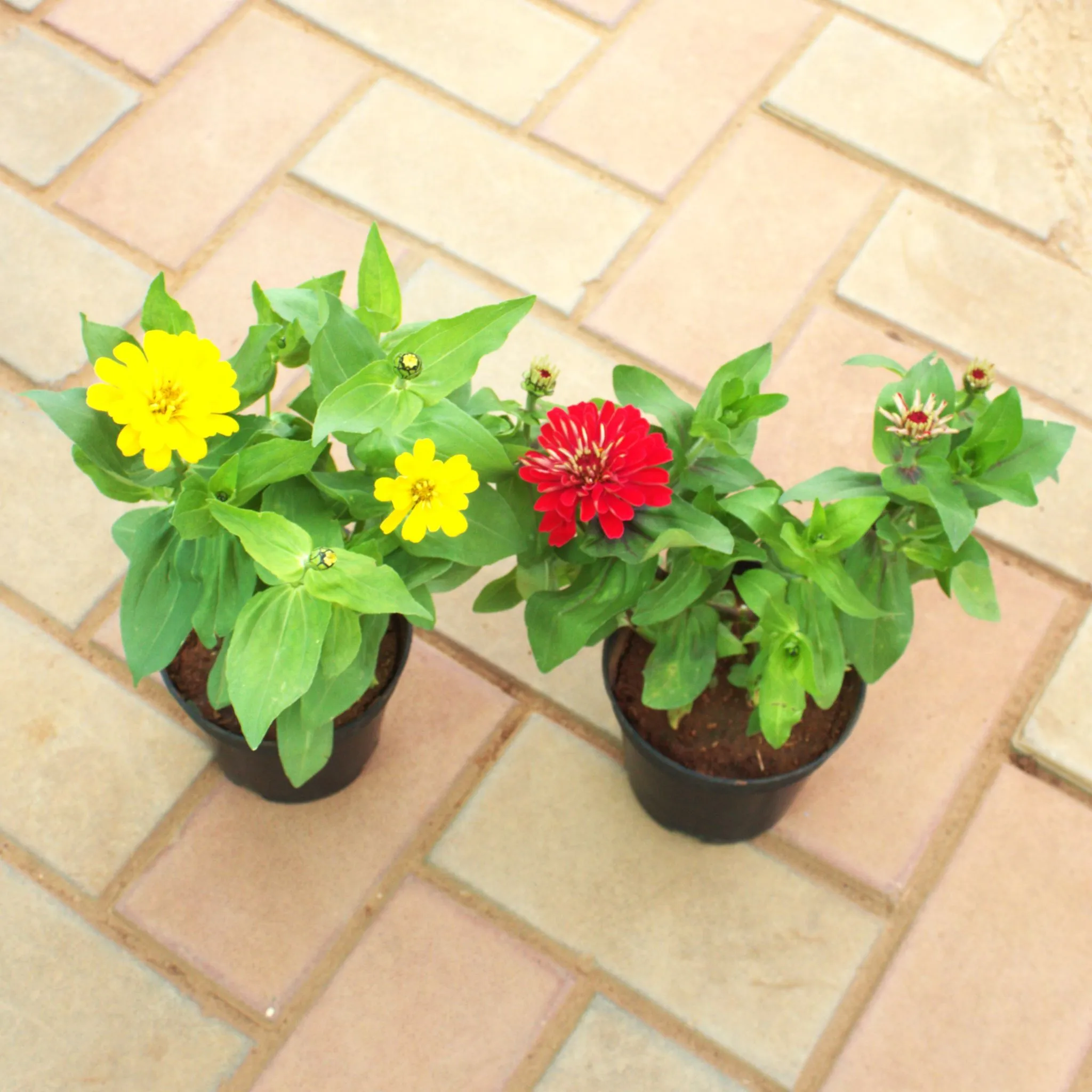 Set of 2 Zinnia (Any Colour) in 4 Inch Nursery Pot