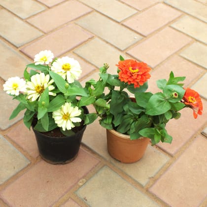 Buy Set of 2 Zinnia (Any Colour) in 4 Inch Nursery Pot Online | Urvann.com