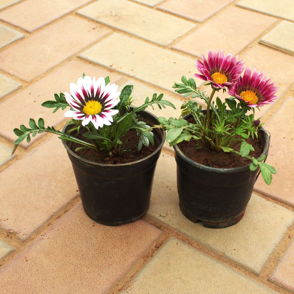 Buy Set of 2 - Gazania (Any Colour) in 4 Inch Nursery Pot Online | Urvann.com Set of 2 - Gazania (Any Colour) in 4 Inch Nursery Pot