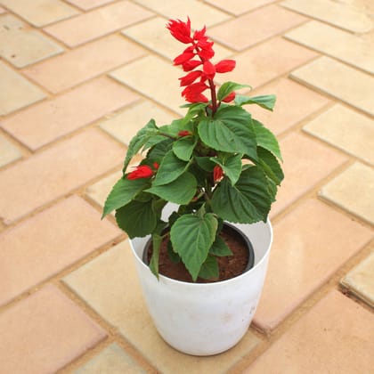 Buy Salvia (Any Colour) in 7 Inch White Premium Plastic Pot Online | Urvann.com