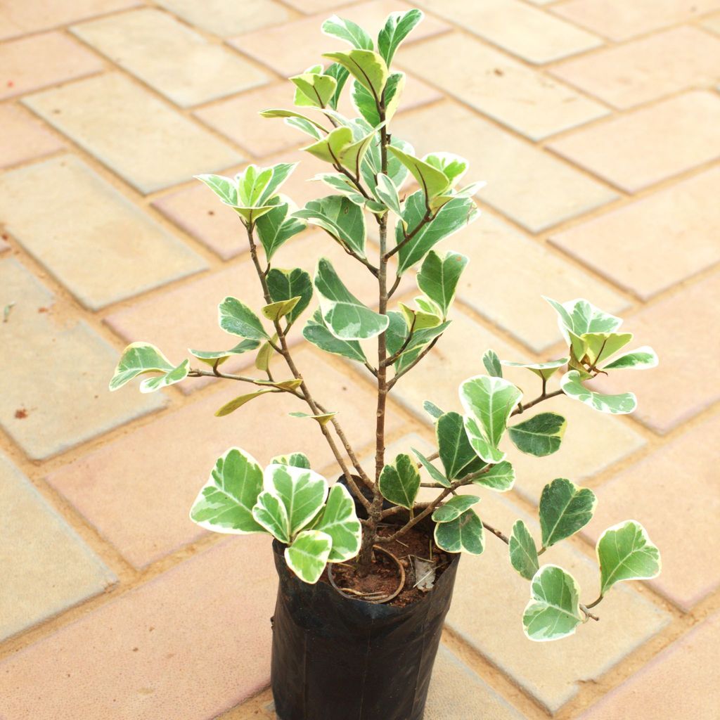 Buy Ficus Triangularis in 4 Inch Nursery Bag Online | Urvann.com Ficus Triangularis in 4 Inch Nursery Bag