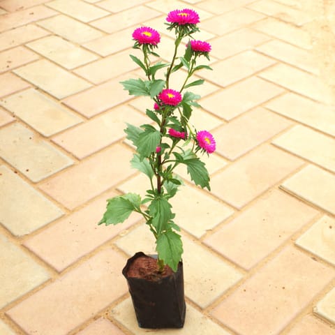 Globe Amaranth (Any Colour) in 4 Inch Nursery Bag