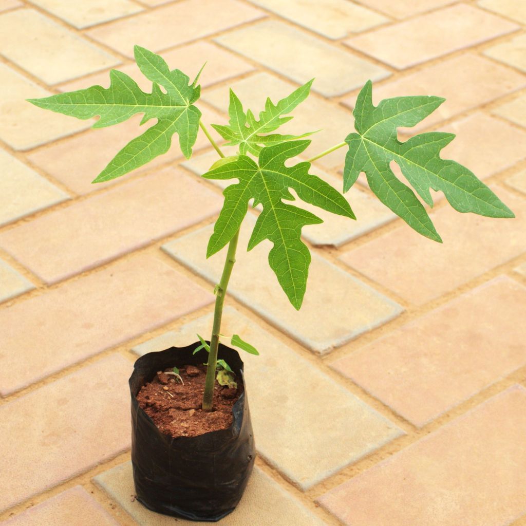 Buy Papaya Plant in 4 Inch Nursery Bag Online | Urvann.com Papaya Plant in 4 Inch Nursery Bag