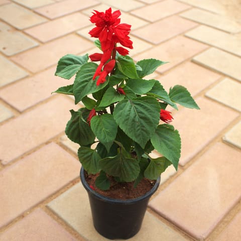 Salvia (Any Colour) in 5 Inch Live Plant Nursery Pot