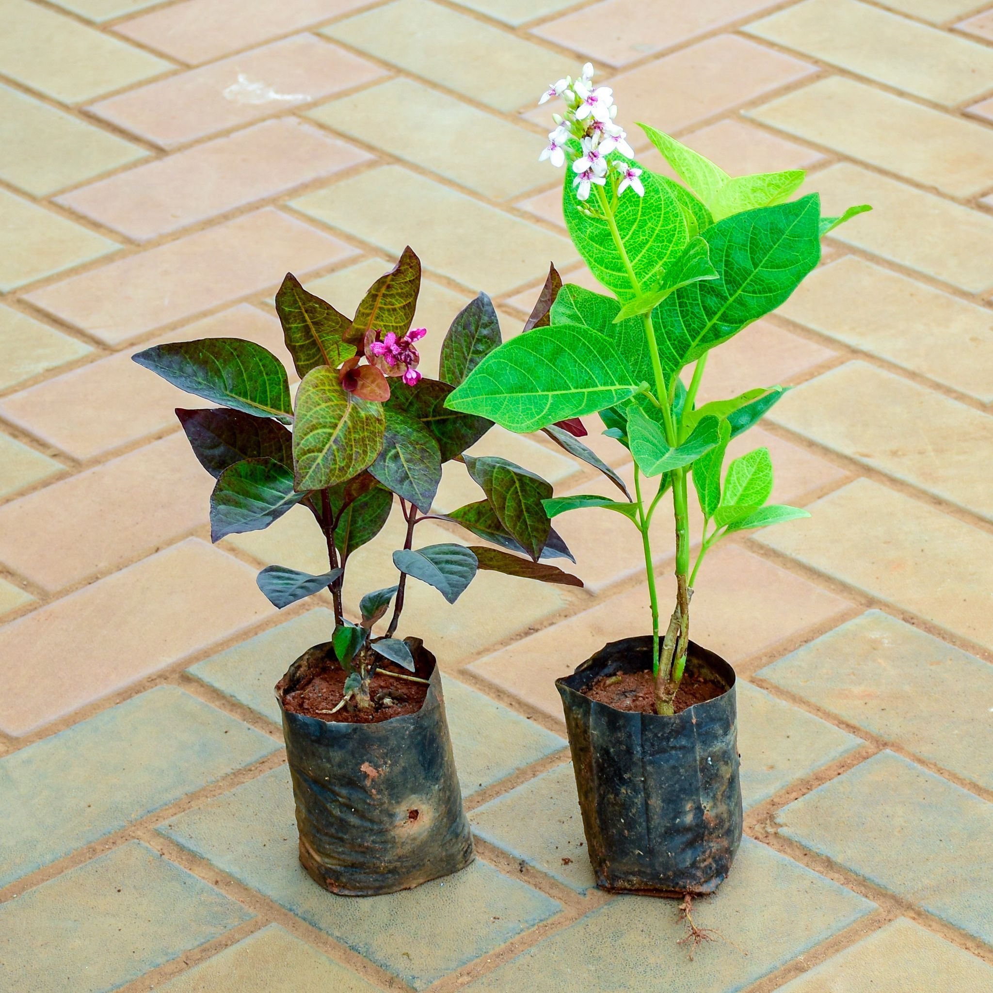 Set of 2 - Pseuderanthemum / Purple Bush (Red & Green) (~ 1 Ft) in 4 Inch Nursery Bag