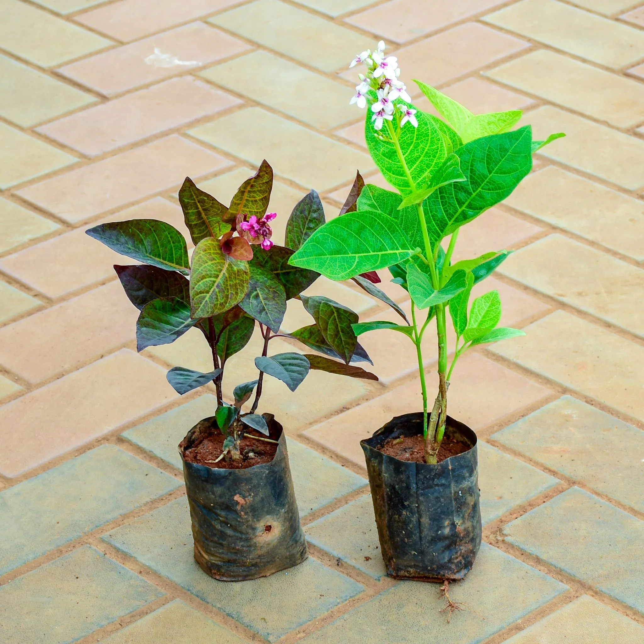Set of 2 - Pseuderanthemum / Purple Bush (Red & Green) (~ 1 Ft) in 4 Inch Nursery Bag