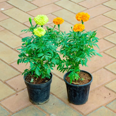 Set of 2 - Marigold / Genda (Orange & Yellow) (~ 1 Ft) in 4 Inch Nursery Pot