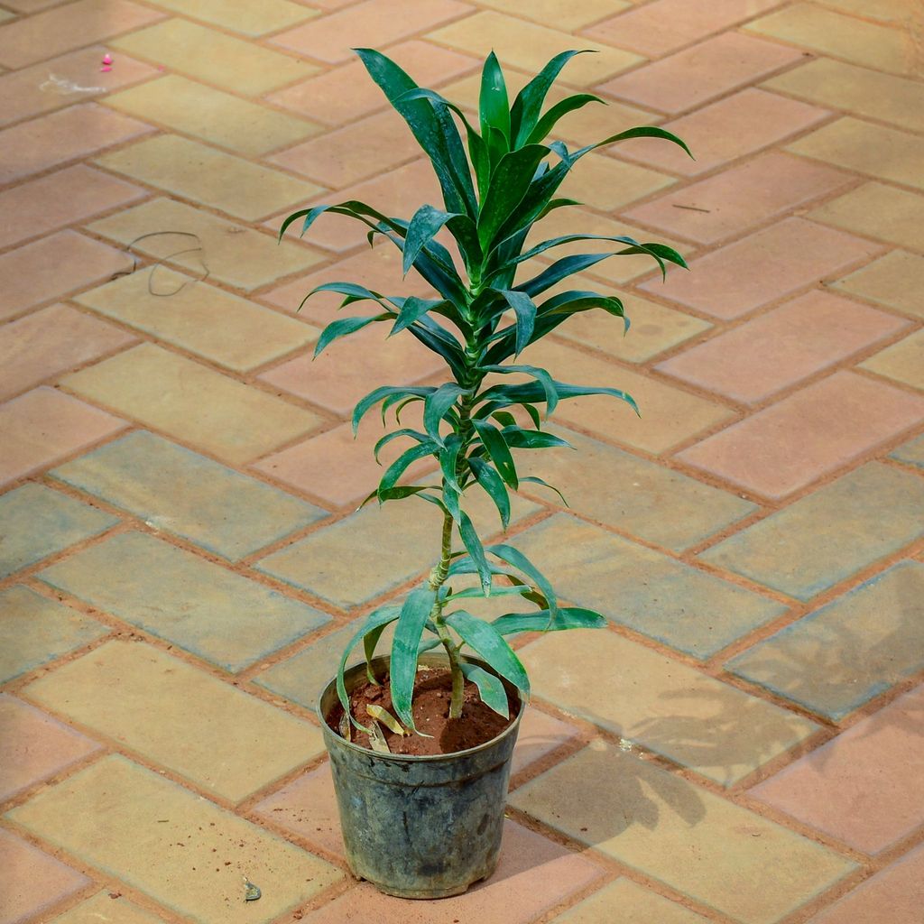 Buy Dracaena Messenger / Song of India Green (~ 1 Ft) in 5 Inch Nursery Pot Online | Urvann.com Dracaena Messenger / Song of India Green (~ 1 Ft) in 5 Inch Nursery Pot