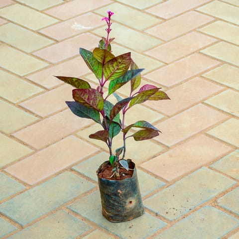 pseuderanthemum / Purple Bush Red (~ 1 Ft) in 4 Inch Nursery Bag