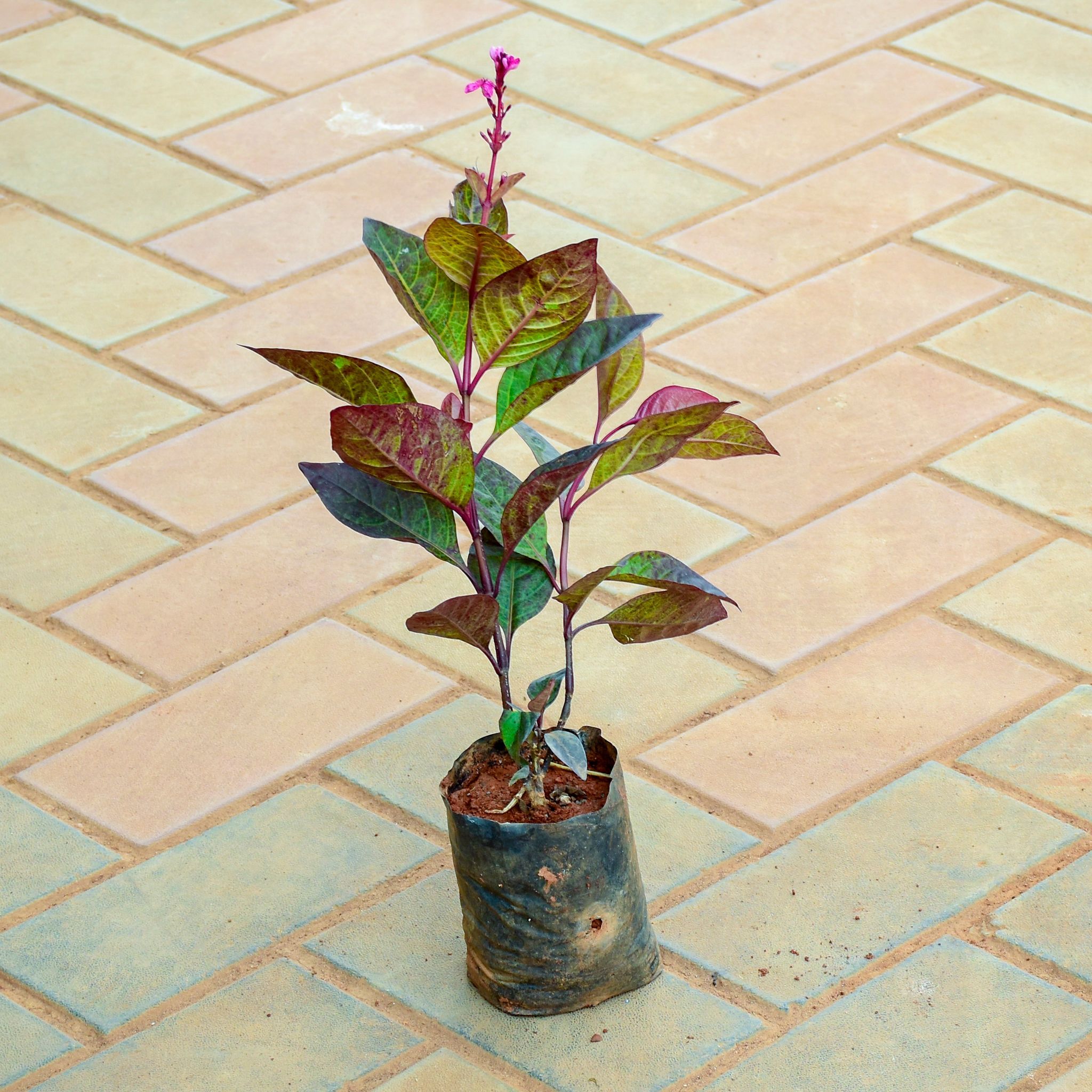 pseuderanthemum / Purple Bush Red (~ 1 Ft) in 4 Inch Nursery Bag