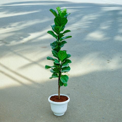 Fiddle Leaf Fig / Ficus Lyrata Small Leaf (~ 3 Ft) in 10 Inch Classy White Round Pot