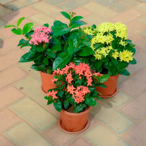 Set Of 3 - Chinese Ixora (Pink & Yellow) in 5 Inch Live Plant Red Nursery Pot With Tray