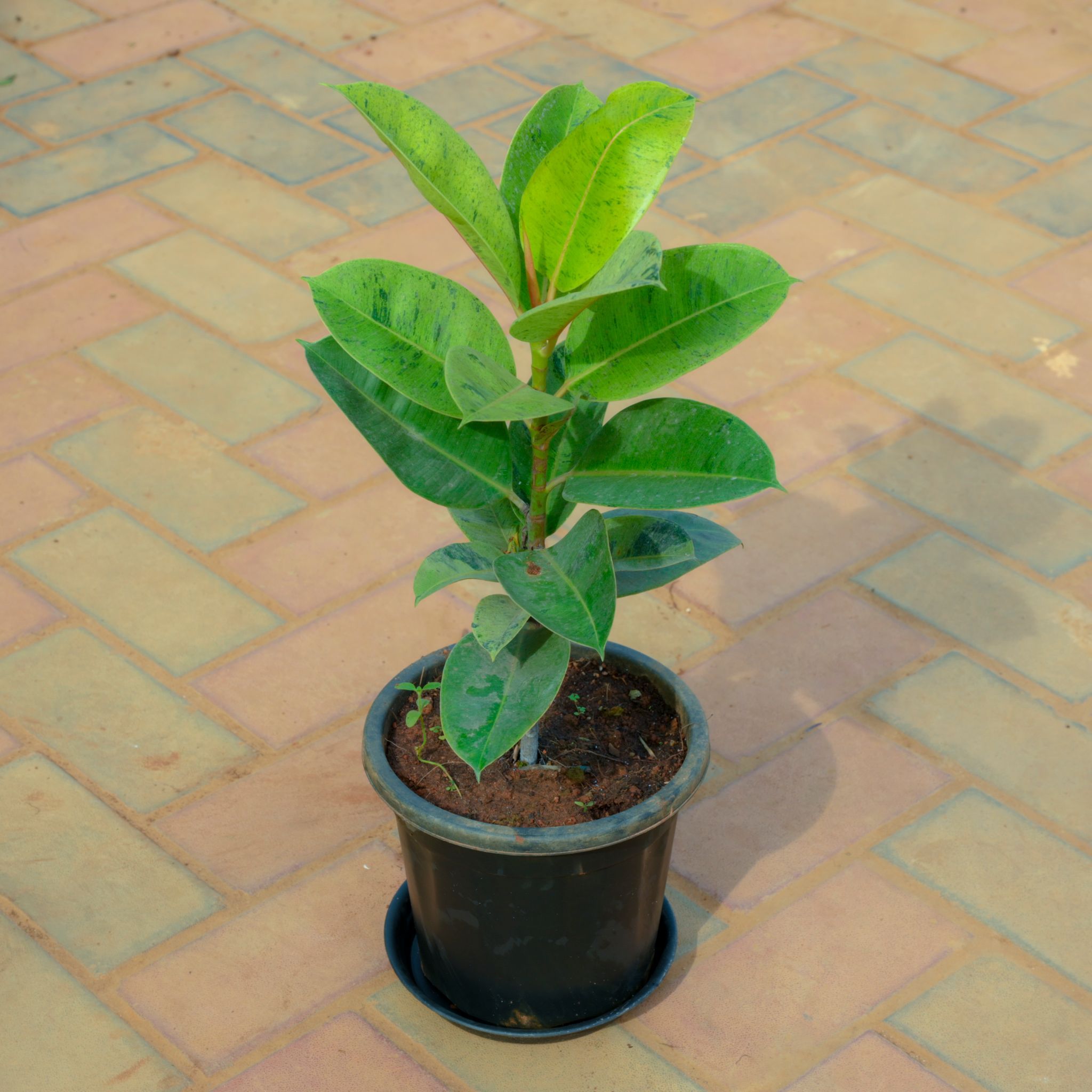 Rubber Green in 8 Inch Nursery Pot With Tray