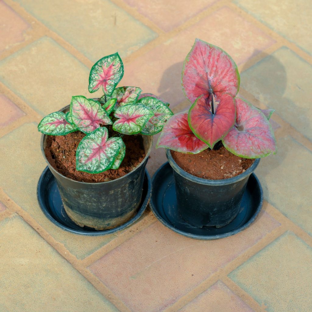 Buy Set Of 2 - Caladium / Heart Of Jesus Red & Green in 5 Inch Nursery Pot With Tray Online | Urvann.com Set Of 2 - Caladium / Heart Of Jesus Red & Green in 5 Inch Nursery Pot With Tray