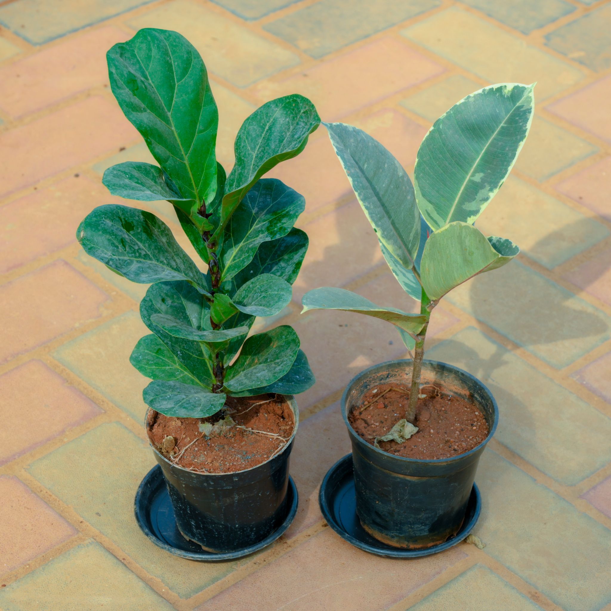 Set Of 2 - Rubber Green & Fiddle Leaf in 5 Inch Nursery Pot With Tray