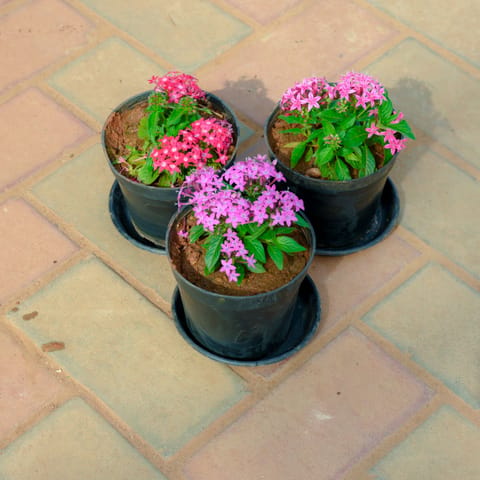 Set Of 3 - Pentas (Pink & Purple) in 5 Inch Live Plant Nursery Pot With Tray