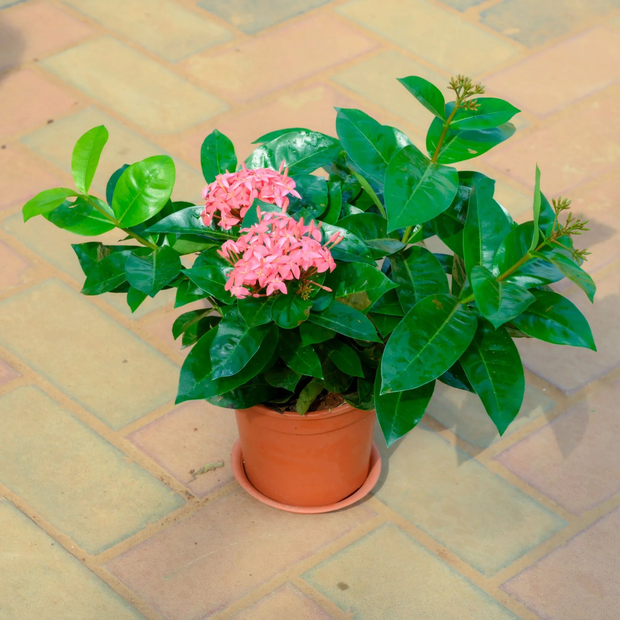Ixora Pink in 5 Inch Red Nursery Pot With Tray