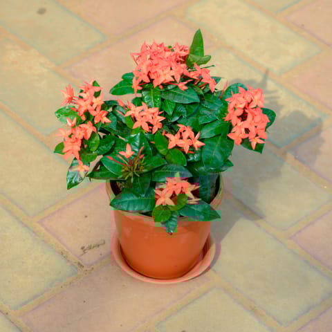 Ixora Red in 5 Inch Red Nursery Pot With Tray