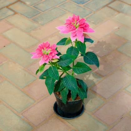 Buy Poinsettia / Christmas Flower Pink in 5 Inch Nursery Pot With Tray Online | Urvann.com
