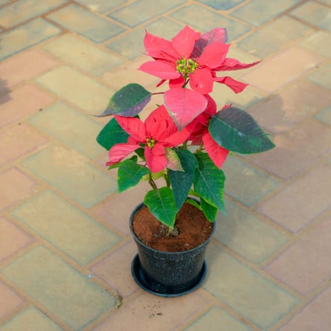 Poinsettia / Christmas Flower Red in 5 Inch Nursery Pot