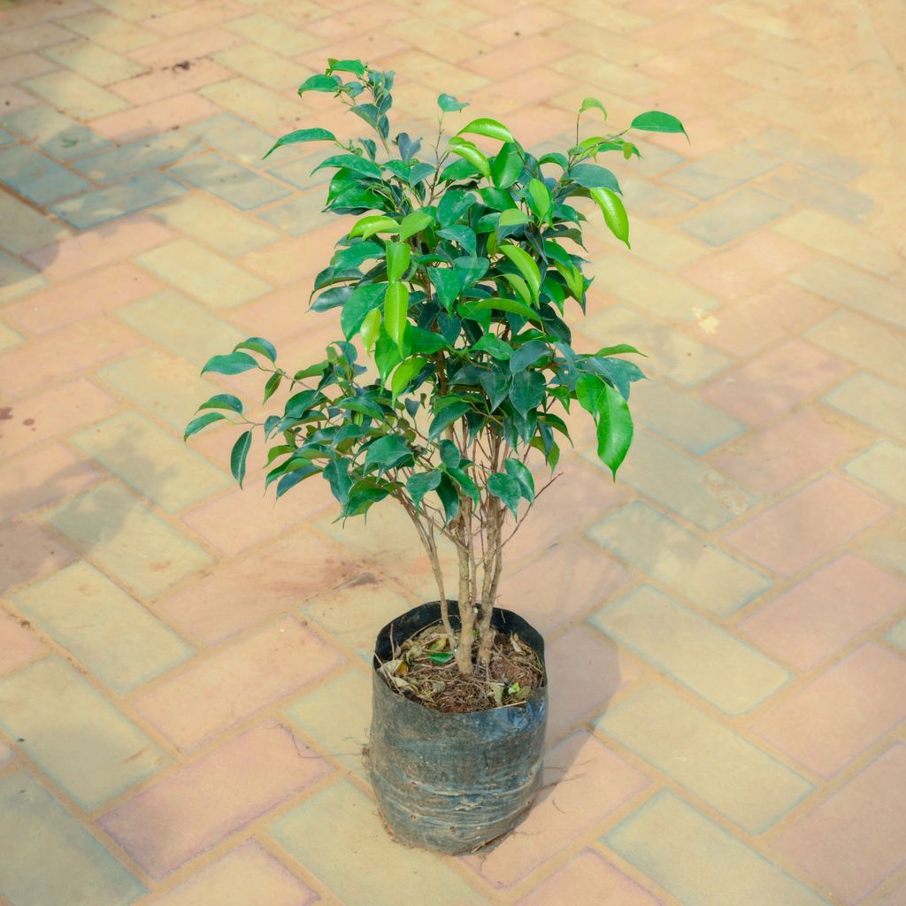 Ficus Green in 8 Inch Nursery Bag