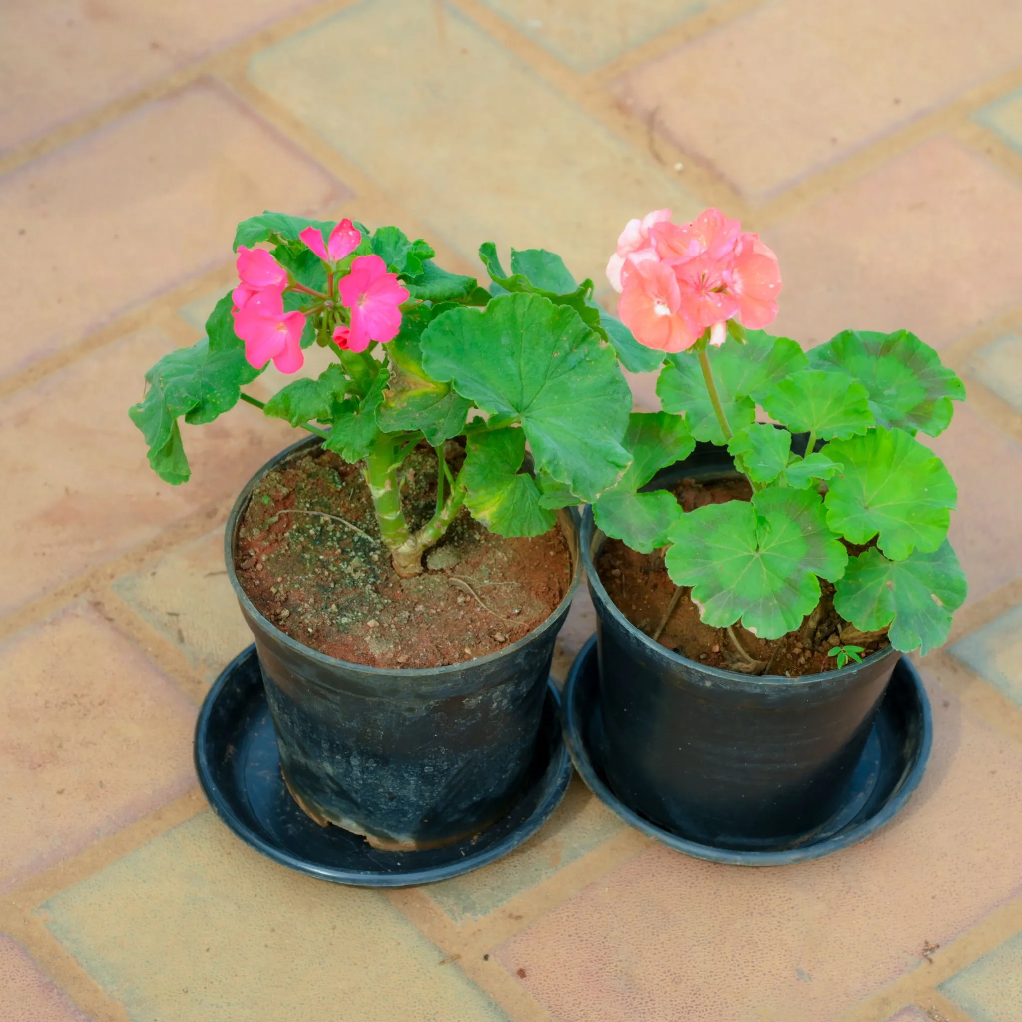 Set Of 2 - Geranium (Any Colour) in 5 Inch Nursery Pot