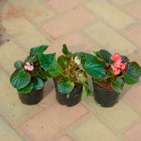 Set Of 3 - Begonia (Any Colour) in 4 Inch Nursery Pot