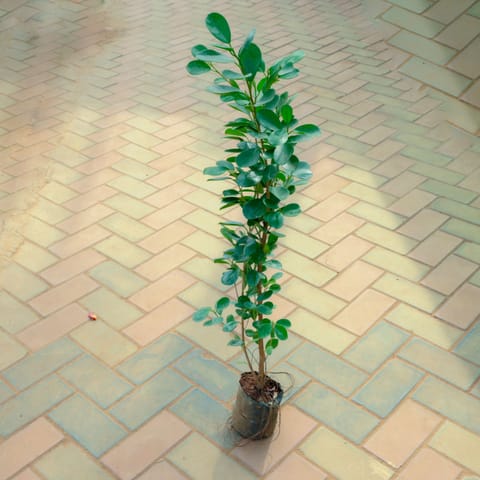 Ficus Panda in 2.5 Inch Live Plant Nursery Bag