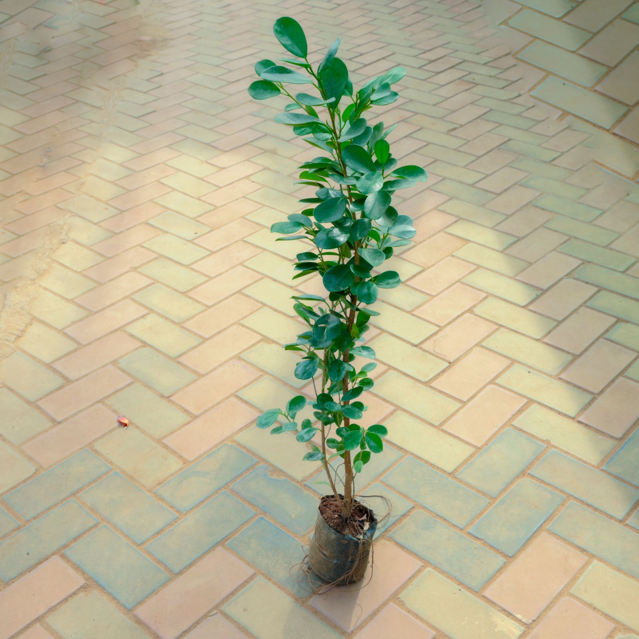 Ficus Panda in 2.5 Inch Nursery Bag