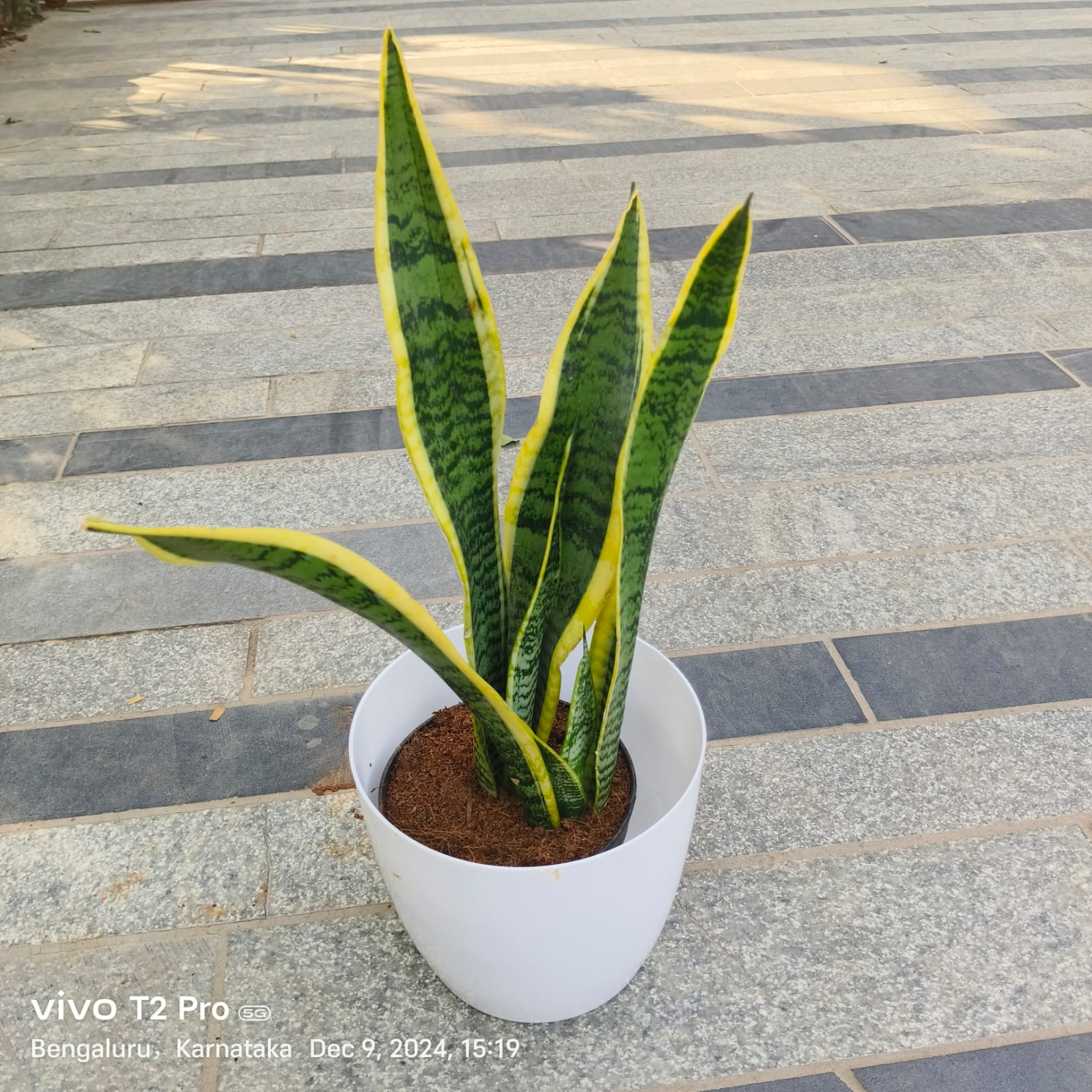 Snake Long in 7 Inch Classy White Round Plastic Pot