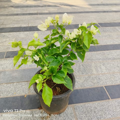 Bougainvillea White in 8 Inch Nursery Pot