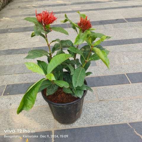 Ixora Red in 8 Inch Nursery Pot