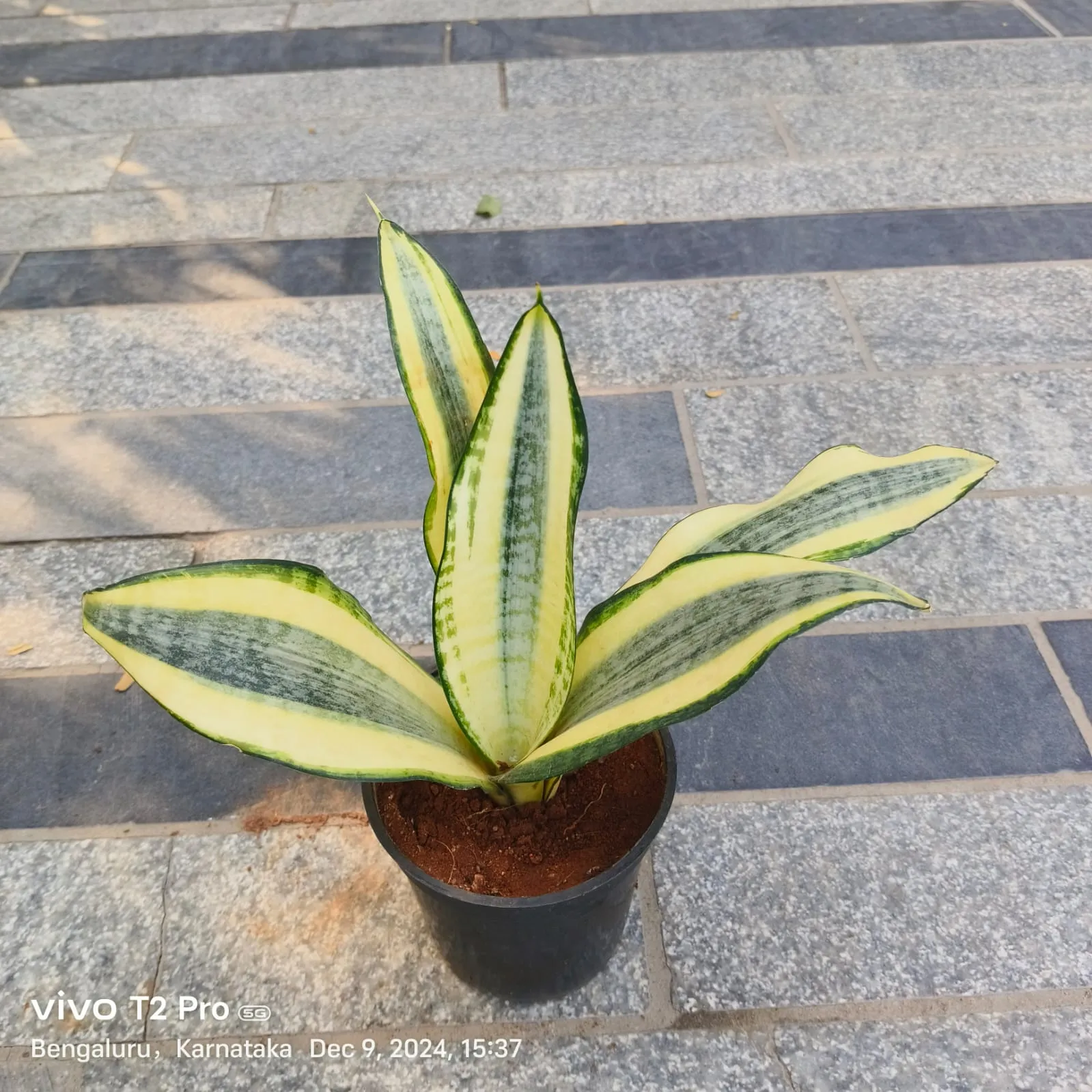 Snake Yellow in 4 Inch Nursery Pot